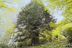 На севере Турции обнаружено старейшее в стране тисовое дерево
