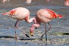 Высыхание озера в турецкой провинции спровоцировало массовую гибель фламинго
