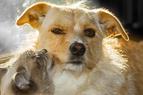 Чиновники и ветеринары будут принимать решение об усыплении собак по готовящемуся закону в Турции