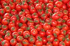 Главы МИД Турции и РФ обсудили экспорт томатов в РФ