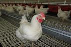 В РФ запретят поставки мяса птицы с одного из предприятий Турции