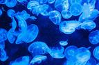 В ближайшее время у побережья Турции могут появиться ядовитые медузы