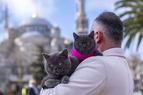 «Путешествующий кот» Стамбула теперь гуляет по городу с котёнком
