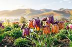 Сад тюльпанов в Эрзинджане становится центром ботанического туризма Турции