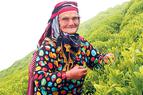 В Турции развивается «чайный» туризм