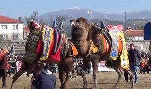 Турция хочет внести борьбу верблюдов в список нематериального культурного наследия ЮНЕСКО