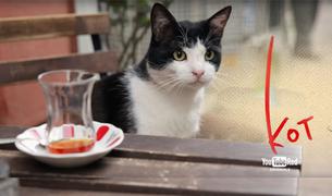 Документальный фильм про стамбульских котов номинирован на премию