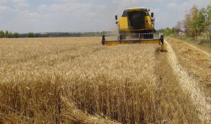 Турция стала лидером по закупкам российского зерна