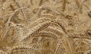 Grain Central: Турция стала основным мировым импортёром пшеницы