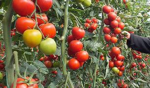 Минсельхоз России предложил отложить снятие запрета на ввоз турецких томатов на 2-3 года