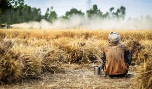 Как изменение климата влияет на сельское хозяйство Турции?