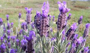 Большие площади земли в Турции переданы под выращивание лекарственных и ароматических растений