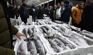 Редкий вид рыбы торик вернулся в Мраморное море спустя 40 лет