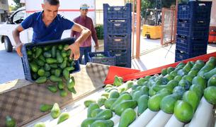 В Турции планируют собрать 150 млн авокадо: Россия среди основных импортеров