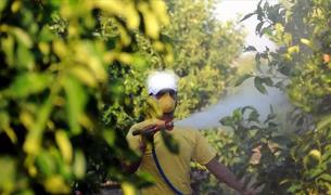 Турция ввела ограничения на продажу пестицидов после смерти от отравления в Стамбуле