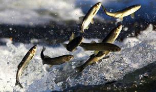 Турция и Сомали подписали стратегическое соглашение в сфере рыболовства