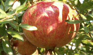 Гранаты стали драйвером роста экспорта фруктов из Турции