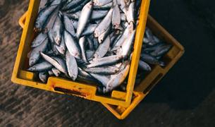 Импорт рыбы из Турции в РФ вырос на 21% в начале года