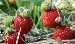 Клубничный урожай Силифке в Турции стимулирует масштабный экспорт на мировые рынки