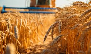 Россия в январе-июле увеличила поставки зерна и продуктов его переработки в Турцию на 67%