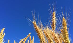 Газета: Временный запрет на импорт Турцией пшеницы не отразится негативно на ее рынках