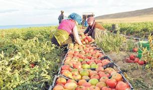 Эксперт: Общие потери от заморозков в Турции составят до $5 млрд
