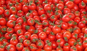 Поставки томатов из Турции в Россию возобновятся с 1 ноября