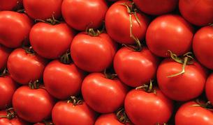 Россия увеличит объём ввоза томатов из Турции до 100 тыс. тонн