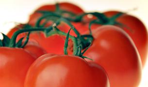 Турецкие помидоры могут появиться на прилавках России через месяц
