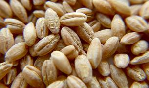 Минсельхоз Турции: Цены на зерно благодаря "продуктовой сделке" снизились до $330 за тонну
