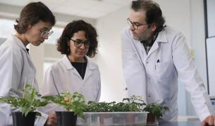 Турецкие ученые вырастили помидоры в имитации лунного и марсианского грунта