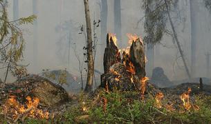 На острове у Стамбула произошел лесной пожар, есть пострадавшие