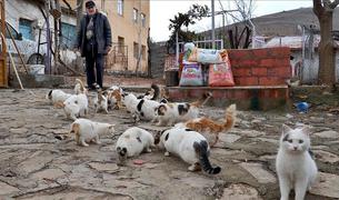 Турецкий пенсионер посвятил себя бездомным животным после смерти любимого пса — ВИДЕО