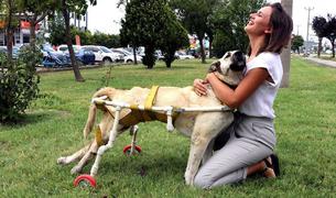 В Турции пёс с парализованными задними лапами снова получил возможность ходить