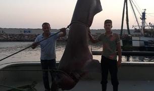 В сети рыбаков в Турции попала пятиметровая акула весом около тонны