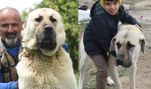 В Турции губернаторы поспорили, какая порода собак является «анатолийским львом»