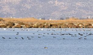Климатический кризис сказался на месте обитания фламинго в Турции