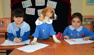 В Турции спасённый щенок посещает занятия в деревенской школе