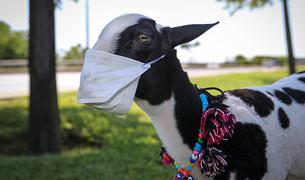 Житель Стамбула надел маску на домашнюю козу, стремясь привлечь внимание к проблеме COVID-19