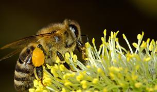 Британцы случайно привезли из Турции опасную для местных видов пчелу