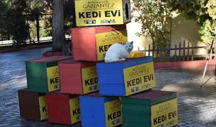 Старые избирательные урны в Турции превратились в дома для кошек