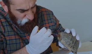 В Турции мужчина спас черепаху, застрявшую в разбитой бутылке