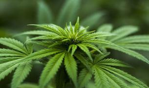 Турция рассматривает легализацию медицинского каннабиса