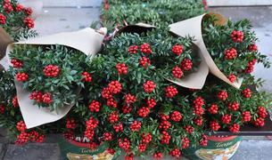 Букеты из иглицы наполняют рынки Стамбула в преддверии Нового года