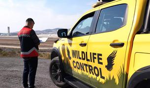 В аэропортах Стамбула привлекли орнитологов для контроля за птицами и повышения безопасности полетов