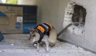 Крысы-спасатели будут искать выживших под завалами в Турции