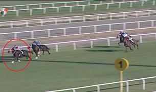 Владельца оштрафовали после того, как мясо скаковой лошади подали в муниципальной столовой