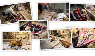 Стамбульский торговый центр стал убежищем для бездомных собак
