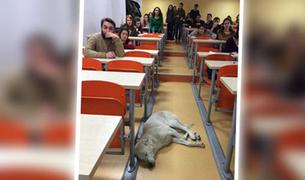 Собака, скрываясь от холода, заснула прямо в аудитории университета
