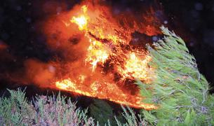 На северо-западе Турции вспыхнул лесной пожар